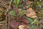 Lanceleaf loosestrife